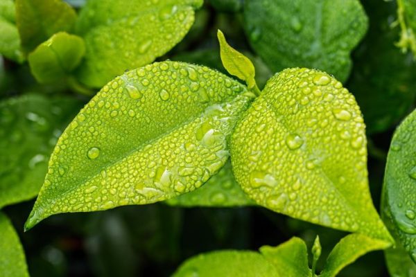 Groene Vochtige Bladeren